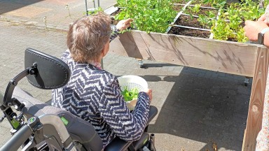 Sla uit eigen tuin bij Mozaiek