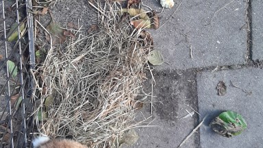 Dierendag bij De Vijverhof