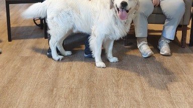 Een vrolijke viervoeter over de vloer in Mozaiek