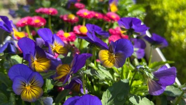 Zonnige middag en bevrijdingsdag in De Vijverhof