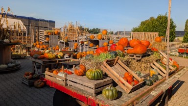 Op zoek naar pompoenen in Drenthe