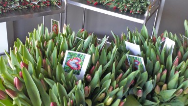 Tulpen voor De Noorderkroon