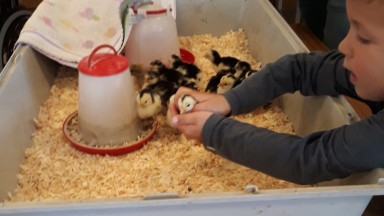 Buurtuurtje in Symphonie