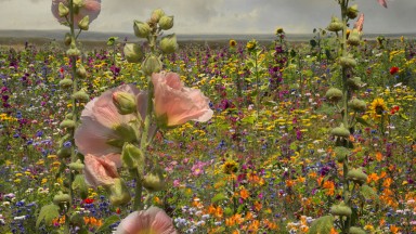 Opening tentoonstelling: Saskia Boelsums