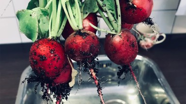Radijs uit eigen tuin bij Mozaiek