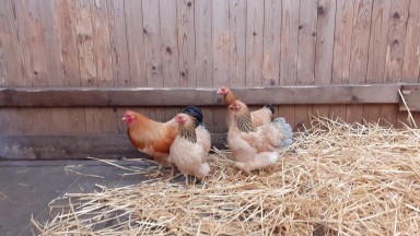 Nieuwe bewoners Mozaiek