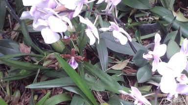 Reisgids: Middagtocht Reinhart Orchideeën