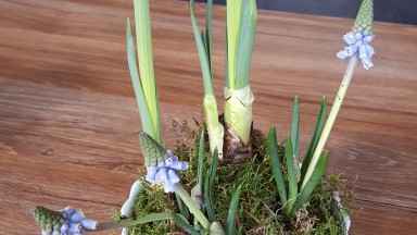 Het voorjaar in huis