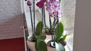 Post en orchideeën voor Symphonie